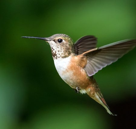 The Colibri. Photo by Mick Thompson.