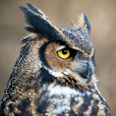 Owl and a Baseball Cap