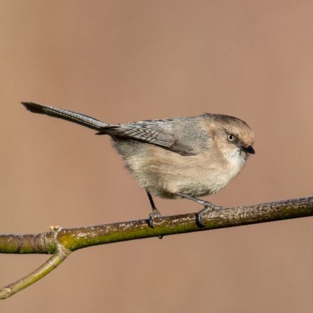 Bushtit Discovery. Photo by Mick Thompson.
