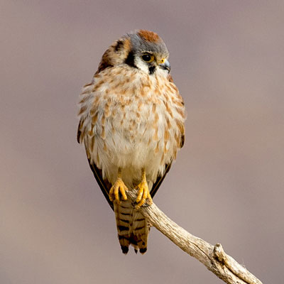 Frank the Kestrel. Photo by Mick Thompson.