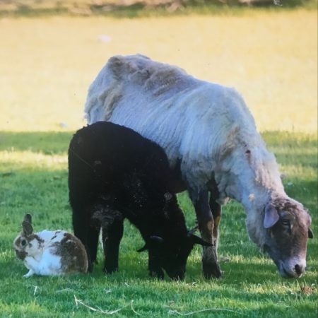 Animal Tales