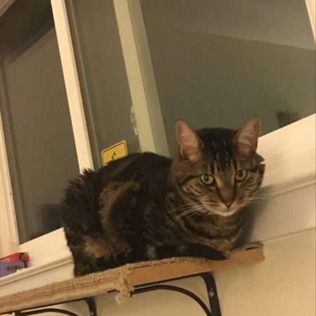 Leo the Cat