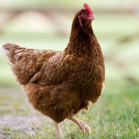 My Mother is the Green-Haired Chicken Killer